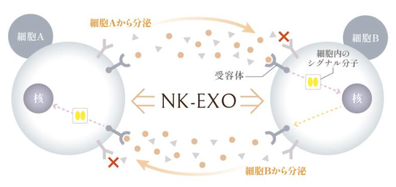 NKエクソソーム(NK-EXO) 免疫細胞由来サイトカイン＆エクソソーム 
