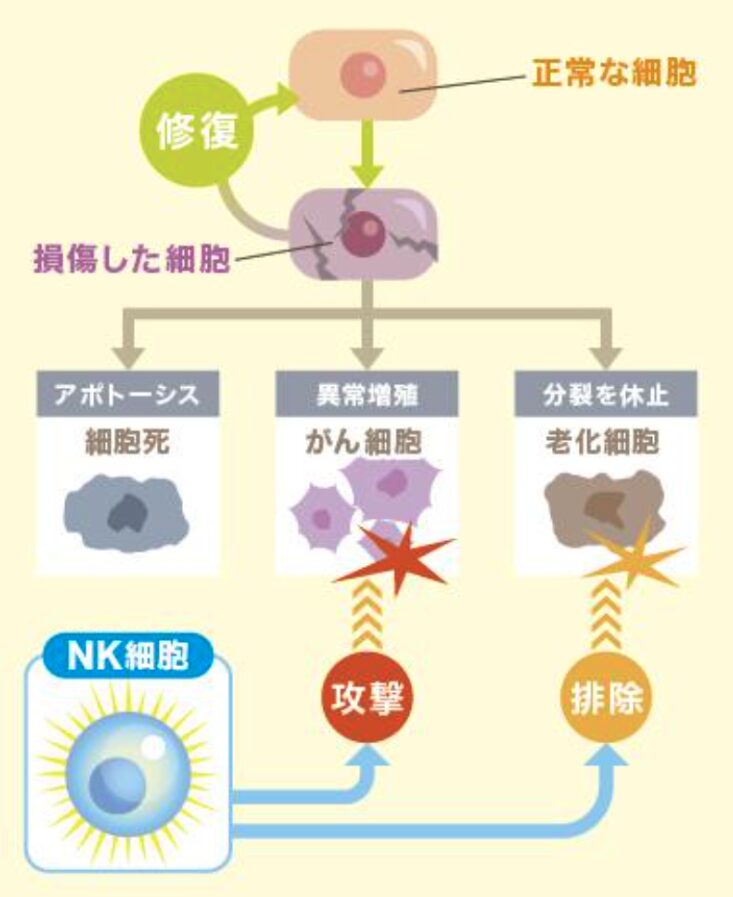 NKエクソソーム(NK-EXO) 免疫細胞由来サイトカイン＆エクソソーム 